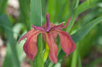 Copper iris